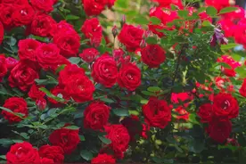 20种大藤本月季，丰花、勤花、抗性好，打造花墙、花柱的首选图片