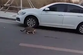 吉林小猫被撞身亡，同伴守在身旁不愿独自离开！随后举动网友破防图片