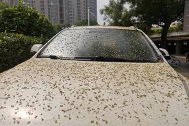 石家庄这段道路地面走上去“黏糊糊”咋回事？原来是它惹的祸…图片