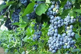 盆栽蓝莓富含“花青素”，果实甘甜可口，全家爱吃，可观赏可食用图片