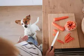 这些食物请不要给狗狗吃图片