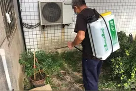 如何远离蚊子侵扰别墅花园？图片