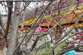 春来了！龙泉山上今春的第一朵桃花开啦图片