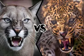 美洲狮vs花豹，究竟谁才是真正的猫科四弟呢？图片
