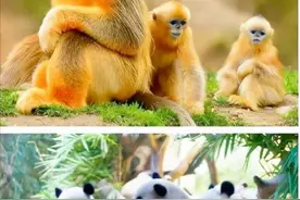 外文导游带你围观“秦岭四宝”啦！简直萌化了~图片