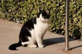 如果你家猫，有这几个特征，会给你招财带来好运气图片