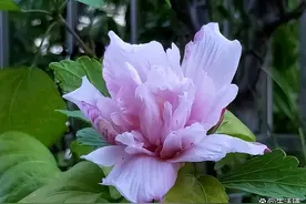 木槿花的养殖方法和注意事项，4个技巧，好养开花又大又多图片
