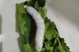 养几条超治愈的蚕宝宝（三）图片