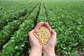 如何才能种出高产优质的大豆？种植大豆要抓好哪几项管理重点？图片