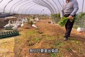 养鹅种菊苣牧草，不用粉碎，可以直接现喂，一年能割6~8次以上图片
