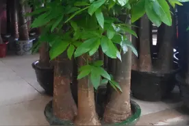 发财树喜阴还是喜阳？很多人都养错了，难怪长不旺图片