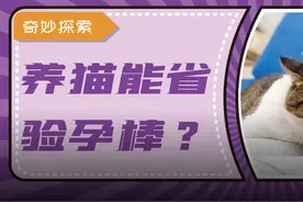 为什么猫咪喜欢趴在孕妇的肚皮上？图片