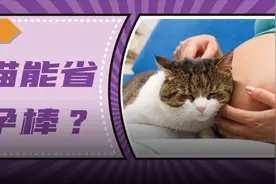 为什么猫咪喜欢趴在孕妇的肚皮上？图片