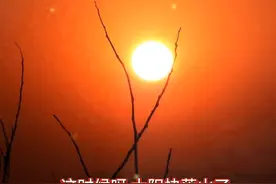 十二生肖    鸡图片