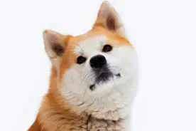 20种会用生命保护你的狗图片