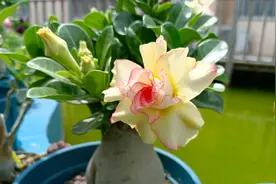 沙漠玫瑰在开花，4件事不能做，不然就会掉花苞，严重就会不开花图片