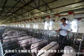 给公司代养猪场如何快速低成本解决臭味和粪污处理难题图片