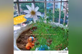 拔管后伤口2天自愈，生命真是神奇！（三）图片