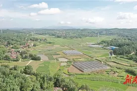 深化走转改 记者一线见闻丨这里种菜有“讲究”——永州市冷水滩区永益农业开发有限公司蔬菜基地见闻图片