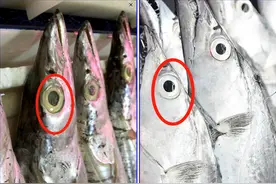 买带鱼，“黄眼睛”和“黑眼睛”哪种好？区别还不小，别花冤枉钱图片