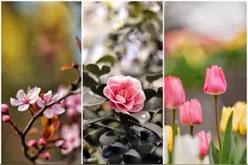 手机摄影花朵照片，不再灰蒙蒙手机修图更通透，步骤详细容易学图片