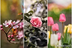 手机摄影花朵照片，不再灰蒙蒙手机修图更通透，步骤详细容易学图片