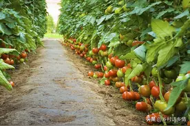 农民种菜不用肥，却年年长的茂盛又高产，什么方法这么神奇图片
