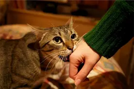 狸花猫为什么逐渐退出宠物圈？这几点很遭人嫌弃图片