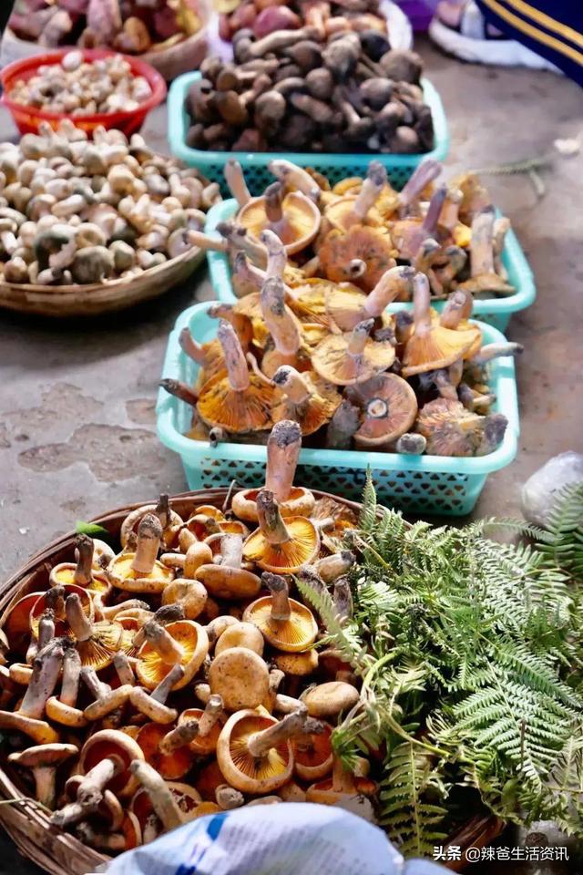 12种“常见的蘑菇”，你都吃过吗？附：经典做法，请收藏