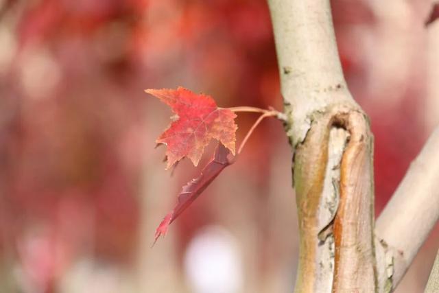 名家笔下关于“秋天”的12个精彩片段，你读过几个？