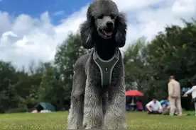 养狗暴露经济实力，这几种狗，养得起的都是土豪图片