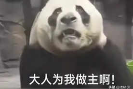 直播被封第一熊：大熊猫灵岩甩臀舞致直播间被封，园方回应来了！图片