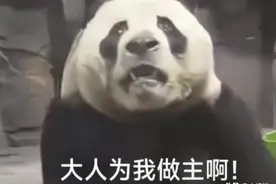 直播被封第一熊：大熊猫灵岩甩臀舞致直播间被封，园方回应来了！图片
