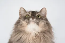 宠物托运知识｜猫咪皮肤病 这一些常见的皮肤问题要学会处理图片