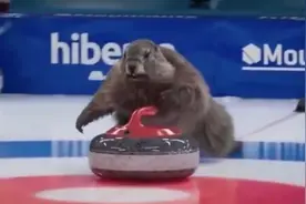 土拨鼠竟然也能划冰壶参加奥运会，滑冰壶的样子谁能想到图片