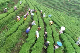 “茶垃圾”分类大盘点！茶叶从买回到丢弃，会产生哪些垃圾？图片