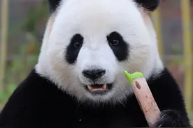 网友判案，熊猫暖暖遭遇霸凌，园方：永不允许涉事人饲养熊猫图片