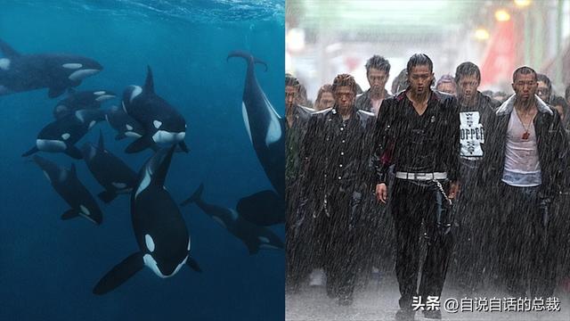 熊猫：真实存在的上古恐惧，为什么只有人类觉得大熊猫很可爱？