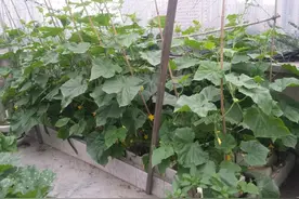 楼顶种植十年回顾（下），二培的出现，让楼顶种植进入新的阶段图片