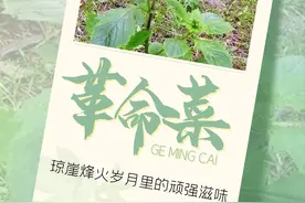 今日小满，宜吃“苦”！图片