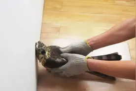 2017年商贩买了只怪鸟，卖150元都没人要，被抓才知是牢底坐穿鸟图片