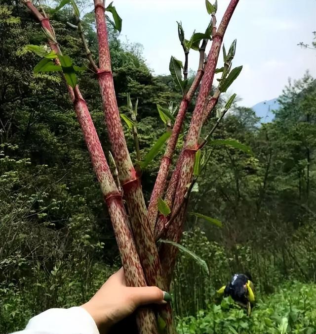 因为它长得普通,而且茎干是酸酸的,很少有人会联想到它也能做菜吃.
