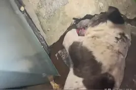 感动！流浪狗救被埋在土坑里的流浪小猫，善良是灵魂而不是物种！图片