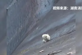 生命诚可贵！小狗失足滑落山崖 消防紧急救援图片