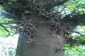 老家的那棵皂角树图片