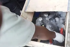 走私非洲灰鹦鹉，刚果嫌疑人获刑｜警惕消费"异宠"破坏生物多样性图片