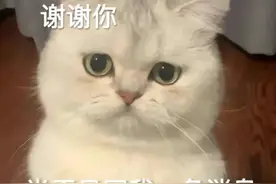 今日份表情包：谢谢你，半天只回我一条消息图片