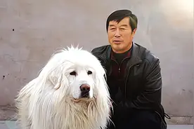 马俊仁跌落神坛后过得如何？疯狂的广告代言，靠藏獒包装炒作图片