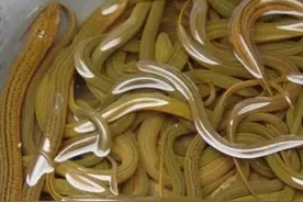 常见食用鱼之——黄鳝图片