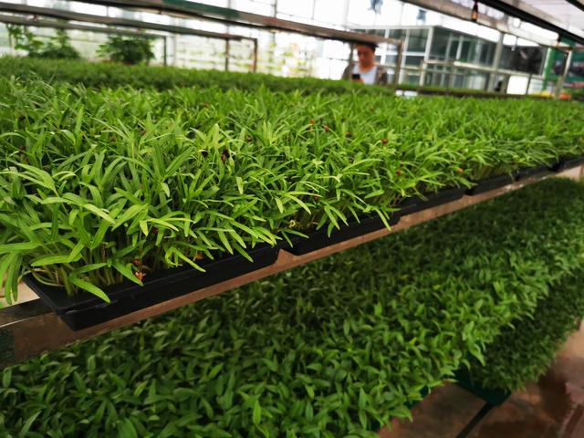 水培牧草产量高，节省土地资源，省时省人工